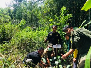 Pulihkan Ekosistem, Perempuan Alam Lestari Hijaukan TWA Bukit Kaba