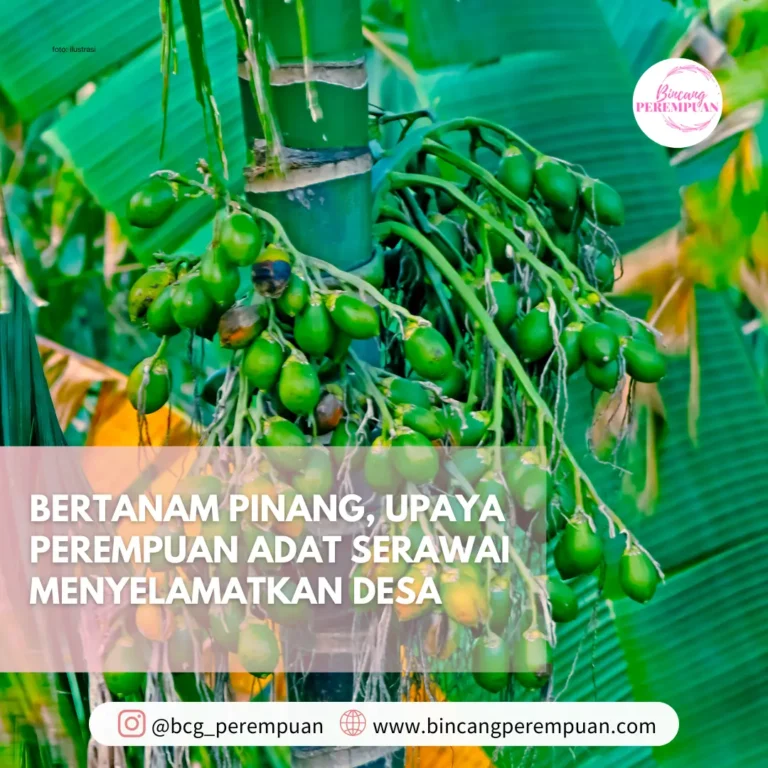 Bertanam Pinang, Upaya Perempuan Adat Serawai Menyelamatkan Desa (1)