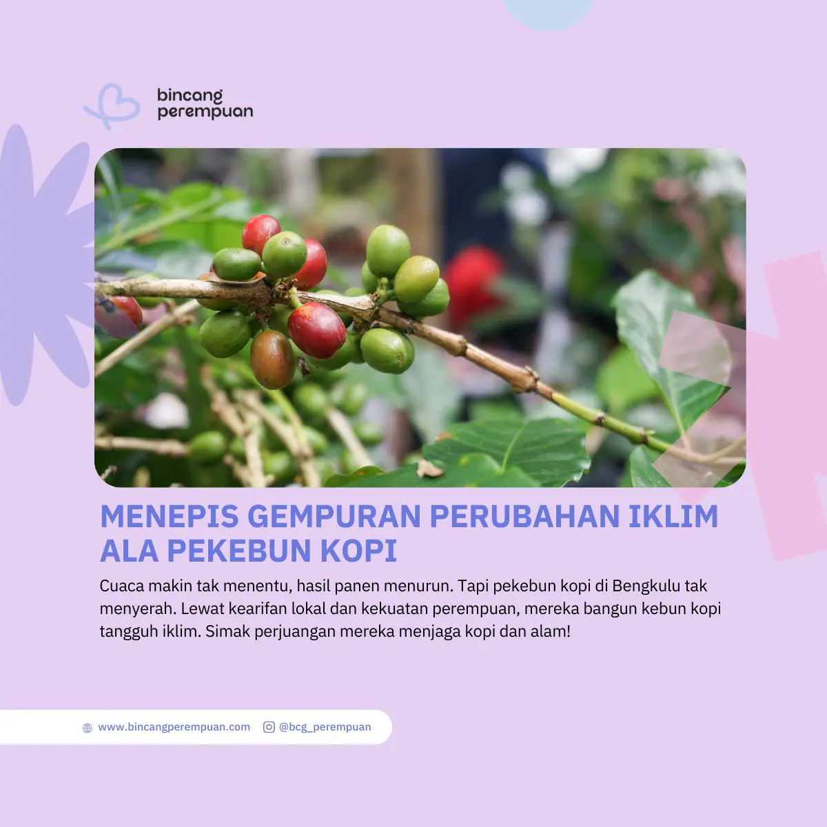 Menepis Gempuran Perubahan Iklim Ala Pekebun Kopi 